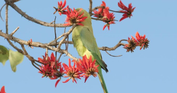 Slow-motion footage of a green Parrot drinks nectar from blooming red flowers