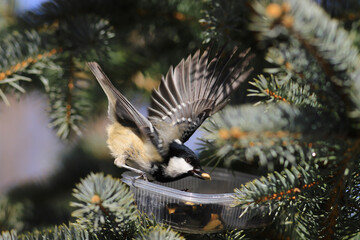 Coal tit grabs a seed and flies away from the feeder...