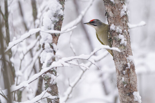 Woodpecker in a tree with snow