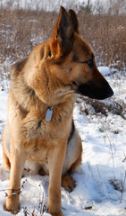 German shepherd dog sitting on white snow in a field.