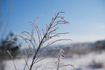 Winter landscape. Frozen, withered inflorescence of field grass against the background of a snow-covered field.