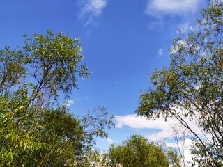 Green tree top line over blue sky and clouds background in summer, copy space