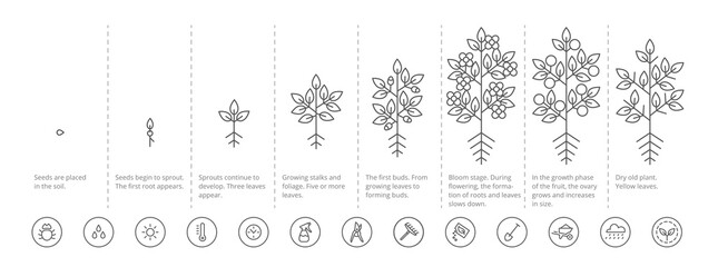 Plant growth stages infographic. Growing period steps. Harvest animation progression. Fertilization phase. Cycle of life. Black line contour outline. Vector icon set. - obrazy, fototapety, plakaty