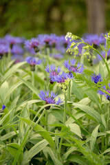 Close up view of blooming cornflowers on grassy meadow