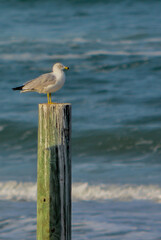 Seagulls relaxing on a pole at New Smyrna Beach on the Atlantic Ocean, Volusia County, Florida