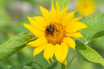 sunflower at day with insects