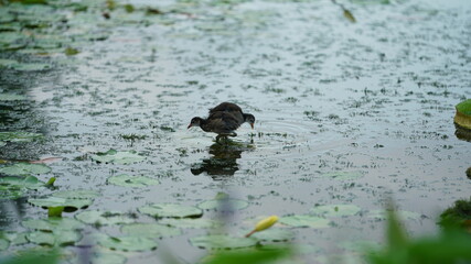 One little bird walking on the plant in the pond in the rainy day