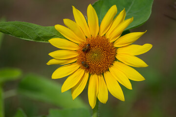 sunflower at day with insects