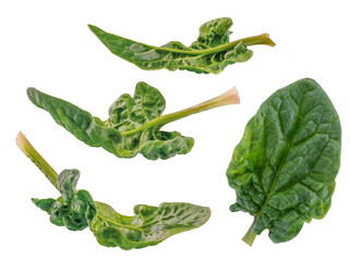 Different Spinach leaves isolated on white background