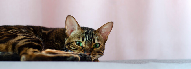 Gray tabby cat relaxing on a pink background. Place for your design.