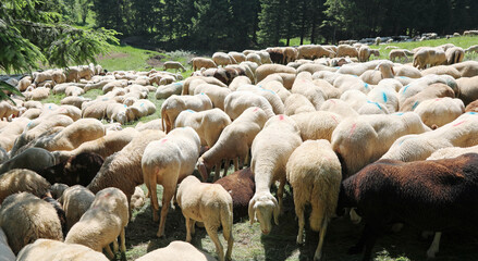 IMMUNITY of flock or HERD Immunity against diseases and viruses