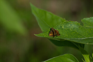 Fototapeta premium sunflower at day with insects