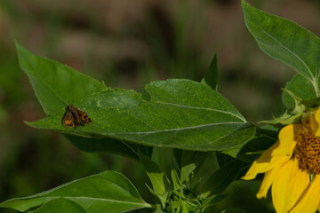 sunflower at day with insects