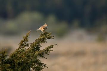The Eurasian skylark, Alauda arvensis perched on a branch of a common juniper, Juniperus communis in Estonian nature