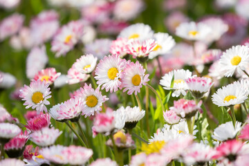 Colorful and bright carpet of common daisies (Bellis perennis) in the garden in the beginning of summer