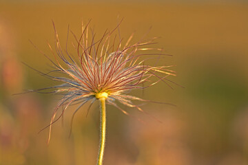 Seedhead of the small pasque flower, Pulsatilla pratensis in evening light during sunset