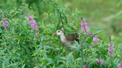 One little bird walking on the plant in the pond in the rainy day