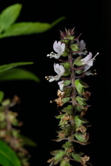 Basil leaves and flower on black background isolate 