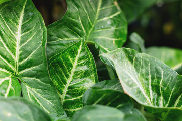 Natural green leaves Background texture leaves