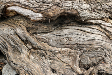 beautiful texture of the bark of a tree trunk with wrinkled and abstract organic shapes in the wood
