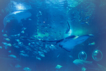 Fototapeta na wymiar Sharks,rays and fish in the aquarium