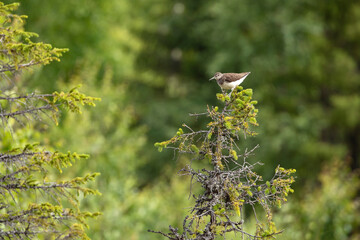 Small wader, Common sandpiper, Actitis hypoleucos, perched on top of a spruce tree in Finnish nature