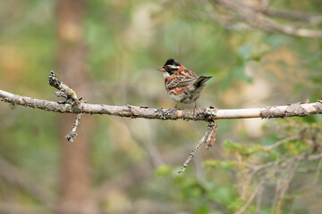 Beautiful male rustic bunting, Emberiza rustica perched on an old branch in Finnish nature, Northern Europe