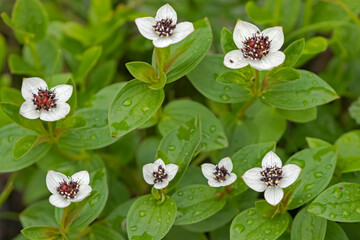Wet blooms of the dwarf cornel (bunchberry, Cornus suecica) after rain in northern Finnish nature in June