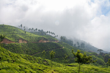 Lush Tea Plantation Fields in Munnar, India