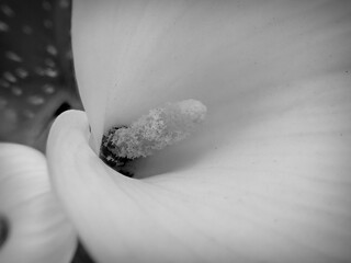 Calla Lily in Black and white