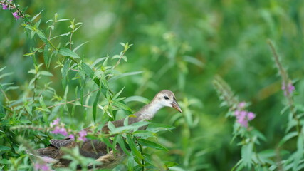 One little bird walking on the plant in the pond in the rainy day