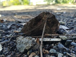 The stone with the stick from the soil