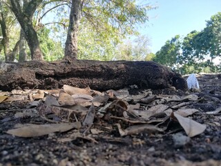 Thick stick on the floor