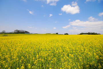 Obraz premium 広大な菜の花畑と青空