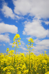 Obraz premium 青空に伸びる二本の菜の花
