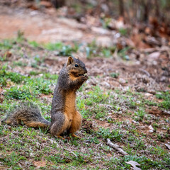 squirrel in the forest