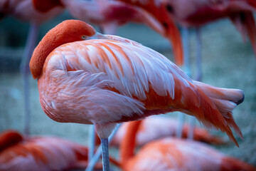 close up of a flamingo