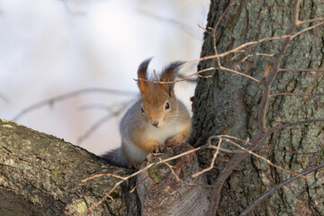 Naklejka na ściany i meble Squirrel (Sciurus vulgaris) on a spring day in the park on Elagin Island in St. Petersburg.