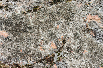 Moss on the rocks, background texture in nature