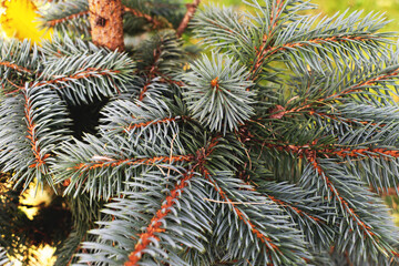 Naklejka na ściany i meble Spruce branches, close-up, cropped image
