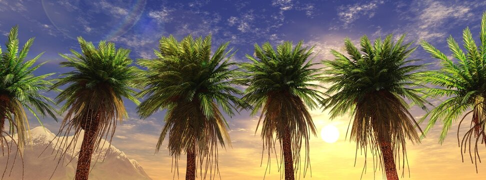 Palm trees against the background of the sunset, palm trees against the background of the sky, 3D rendering