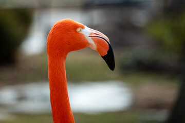 close up of flamingo