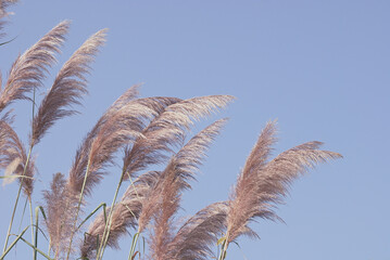 Soft gently wind grass flowers in aesthetic nature of early morning light blue sky background. Quiet and calm image in minimal zen mood. Spring nature in pastel tone.