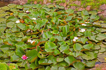 Garden near Vilkaviskis town. Lithuania