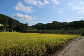 paddy field
