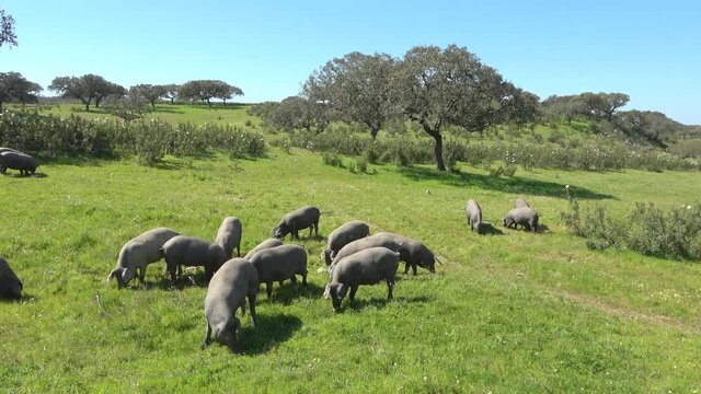 Iberian pigs grazing in the Huelva countryside. Pigs in the pasture with holm oaks in Andalusia, Spain