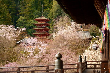 春の長谷寺 Hasedera Temple in spring （奈良県桜井市初瀬 Hatsuse, Sakurai City, Nara Prefecture,Japan、真言宗豊山派総本山　西国三十三所　第8番札所）