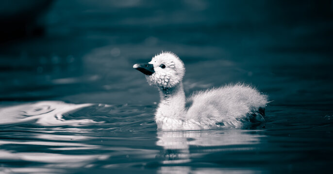 Young swans watch their mother as they hunt for food.