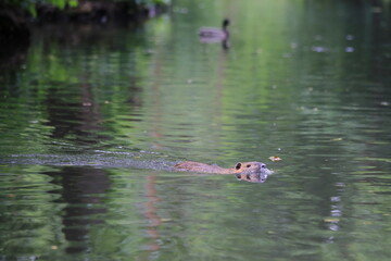 Nutria schwimmt im Fluss / Myocastor coypus