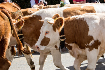 Traditional cattle drift at end of summer, Bavaria, Germany